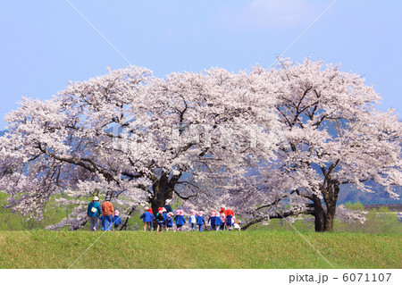 斐伊川堤防桜並木　散歩する園児たち 6071107