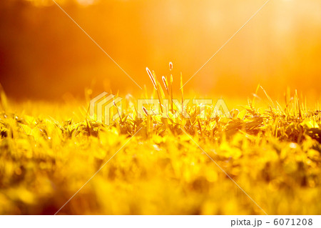 spring grass background at sunset 6071208