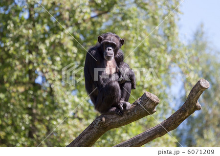 Chimpanzee on a trees over blue sky 6071209