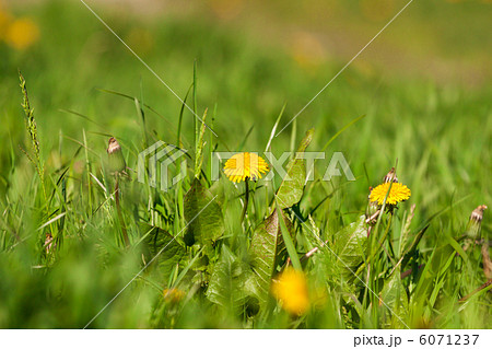 Yellow flowers, dandelion 6071237