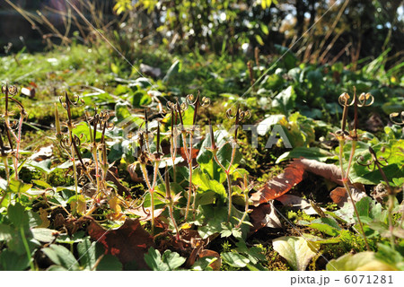 ゲンノショウコ 6071281