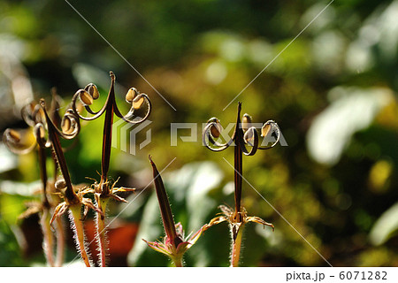 ミコシグサ 6071282