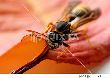 探し物ですか? 探し物ですか? 6071566