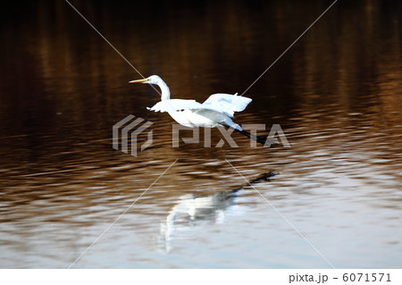 水面を飛ぶシラサギ 水面を飛ぶシラサギ 6071571