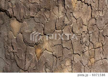 tree bark in the background tree bark in the background 6071586