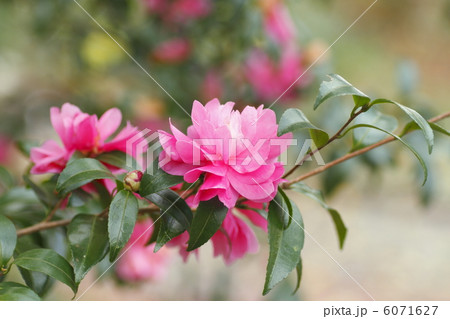 サザンカの花 6071627