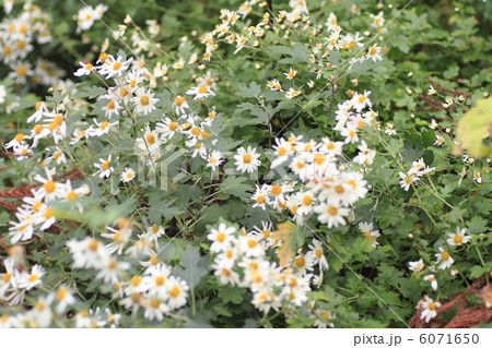 野菊の花 6071650