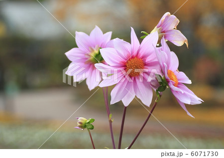 皇帝ダリア 6071730