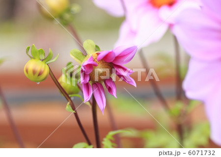 皇帝ダリア 6071732