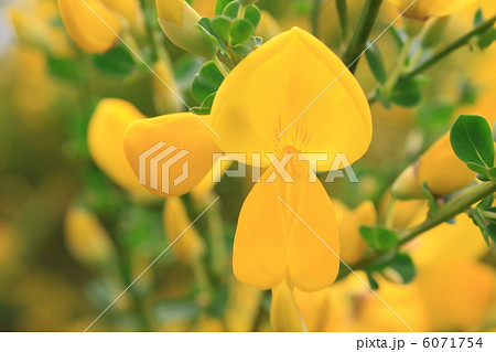 エニシダの花 エニシダの花 6071754