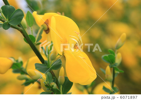 エニシダの花 6071897