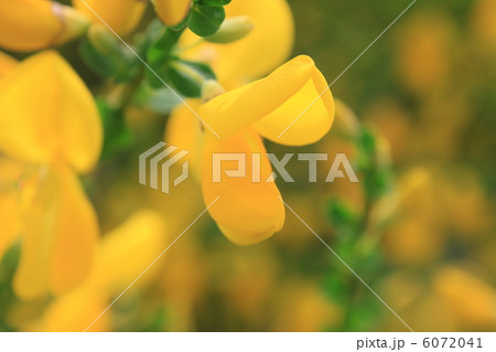 エニシダの花 6072041