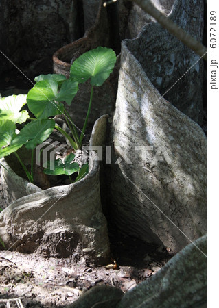 サキシマスオウノキ４ 6072189