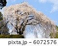 しだれ桜 6072576