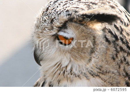 owl bird owl bird 6072595