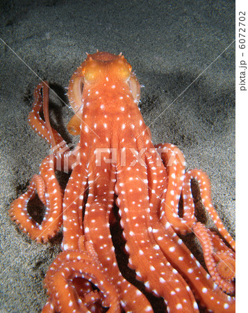 Octopus Macropus on the sand, Octopus Macropus on the sand, 6072702