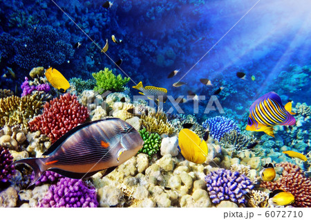 Coral and fish in the Red Sea.Egypt 6072710