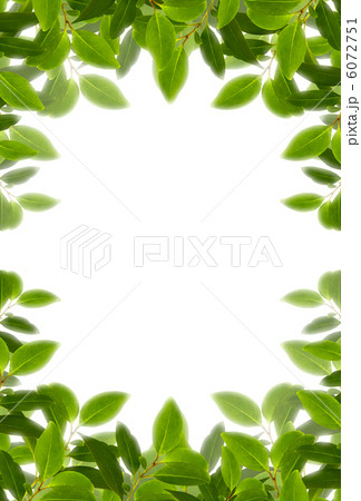 緑の葉 緑の葉 6072751