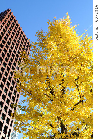 イチョウの紅葉 イチョウの紅葉 6072816