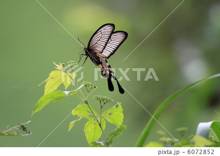 ジャコウアゲハ ジャコウアゲハ 6072852
