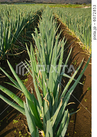 根深ネギを育てている畑 根深ネギを育てている畑 6072853