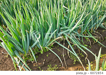 根深ネギを育てている畑 6072854