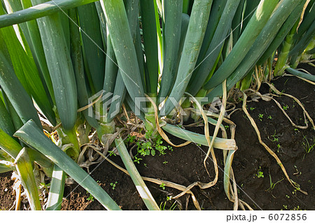 根深ネギを育てている畑 根深ネギを育てている畑 6072856