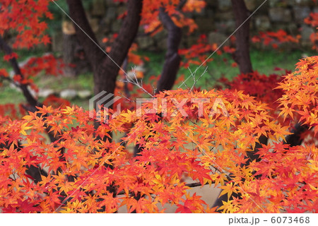 石垣と紅葉 石垣と紅葉 6073468