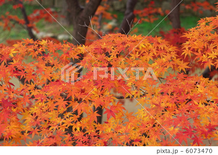 石垣ともみじ 石垣ともみじ 6073470