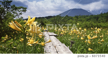 世界谷地原生花園のニッコウキスゲ 世界谷地原生花園のニッコウキスゲ 6073540