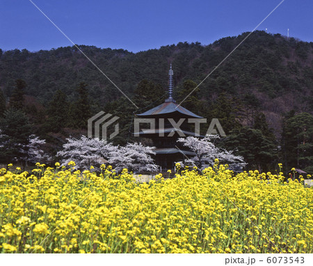 安久津八幡神社と菜の花 6073543