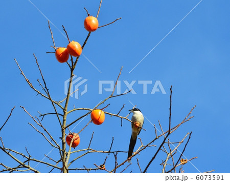 柿の実と尾長 6073591