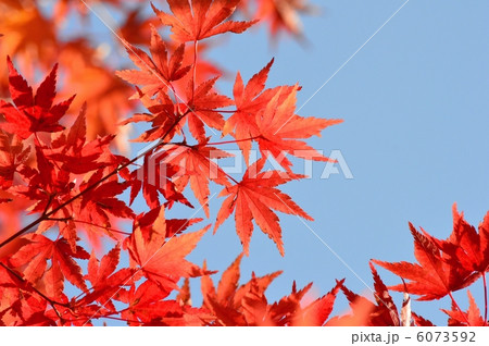 紅葉 紅葉 6073592