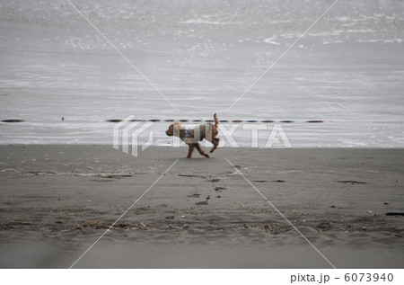 海岸の犬 海岸の犬 6073940
