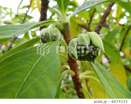 ミツマタの蕾 ミツマタの蕾 6074155