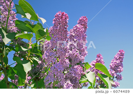 lilac  flower 6074489