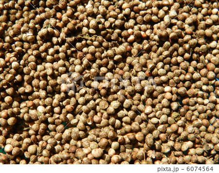 洗浄後、天日干し中のエゴマ 6074564