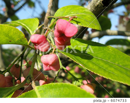 四角張った立方体のような赤い実をつける庭木 四角張った立方体のような赤い実をつける庭木 6074733