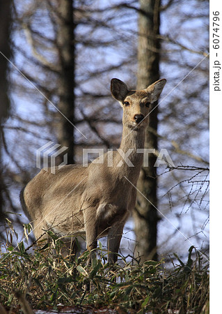 カラ松林の中のニホンジカ カラ松林の中のニホンジカ 6074796