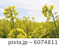 菜の花 6074811