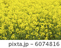 菜の花 6074816
