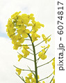 菜の花 6074817