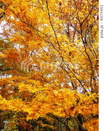 黄葉 6074901