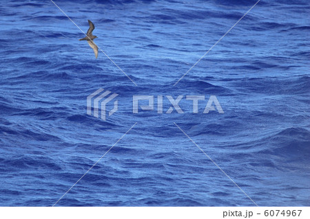 アナドリ 6074967