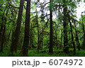 Forest at Quinalt 6074972