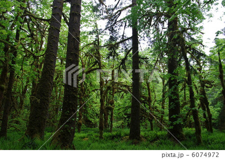 Forest at Quinalt 6074972