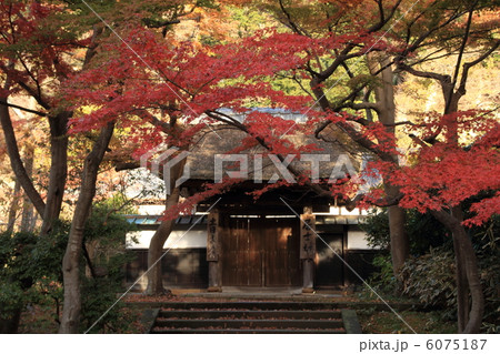 円覚寺居士林の紅葉 6075187