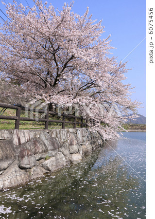 香川県三豊市財田町「戸川ダム公園」の桜 6075456