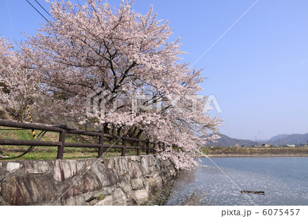 香川県三豊市財田町「戸川ダム公園」の桜 香川県三豊市財田町「戸川ダム公園」の桜 6075457
