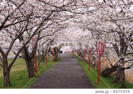 香川県三豊市豊中町本山「本山稲荷」の桜並木 香川県三豊市豊中町本山「本山稲荷」の桜並木 6075459